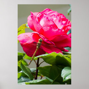 Dragonfly sitting on the red rose flower poster