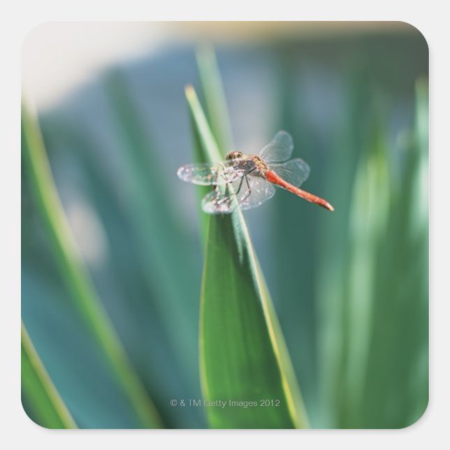 Dragonfly Square Sticker (Front)