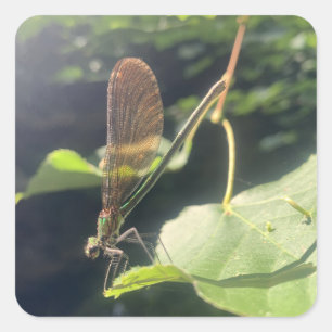 Dragonfly Sticker