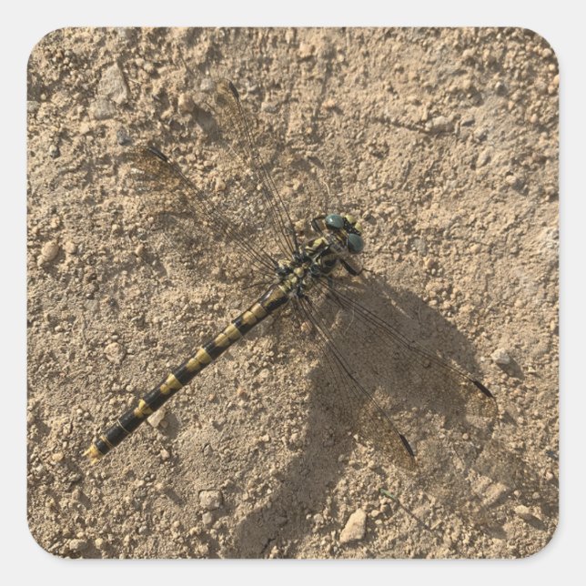 Dragonfly Sticker (Front)