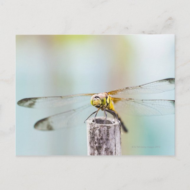 Dragonfly (Sympetrum infuscatum) 2 Postcard (Front)