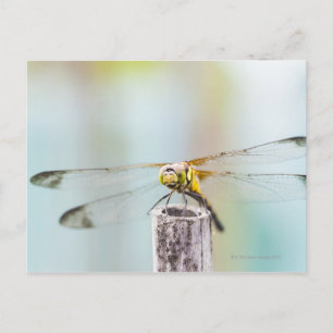 Dragonfly (Sympetrum infuscatum) 2 Postcard