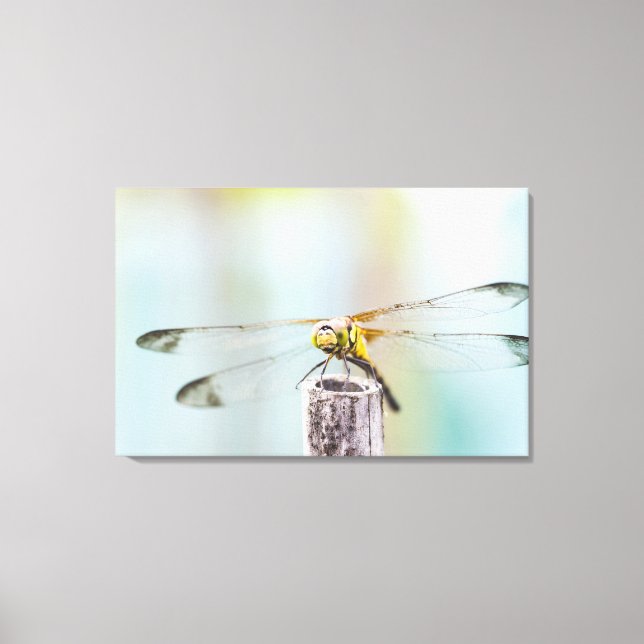 Dragonfly (Sympetrum infuscatum) Canvas Print (Front)