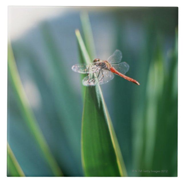 Dragonfly Tile (Front)