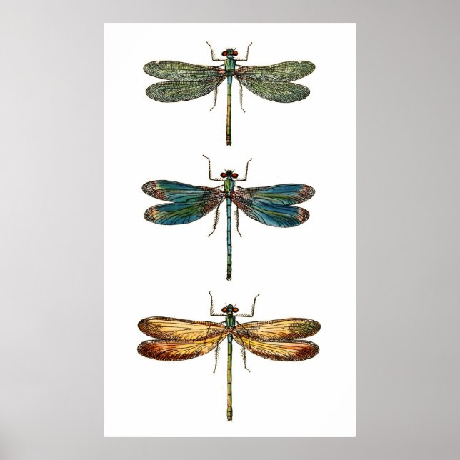 Dragonfly Trio Poster (Front)