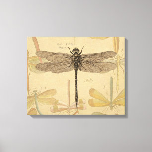 Dragonfly Vintage Antique Classic Nature Canvas Print
