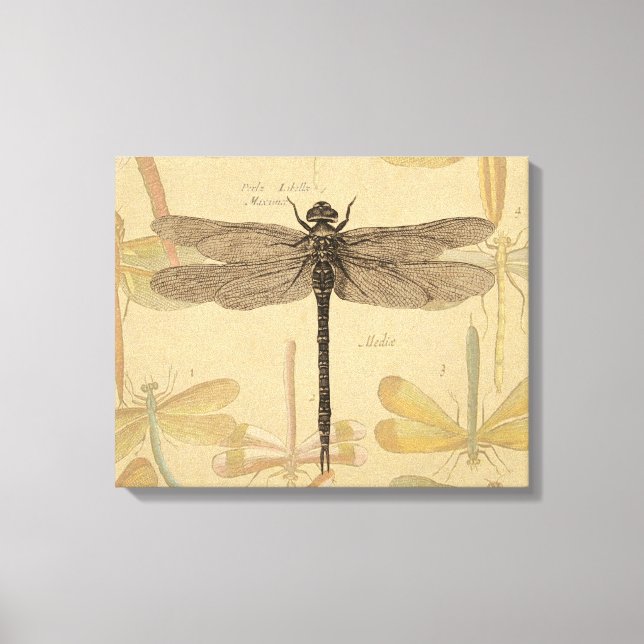 Dragonfly Vintage Antique Classic Nature Canvas Print (Front)