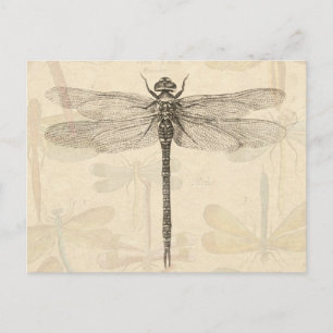 Dragonfly Vintage Antique Classic Nature Postcard