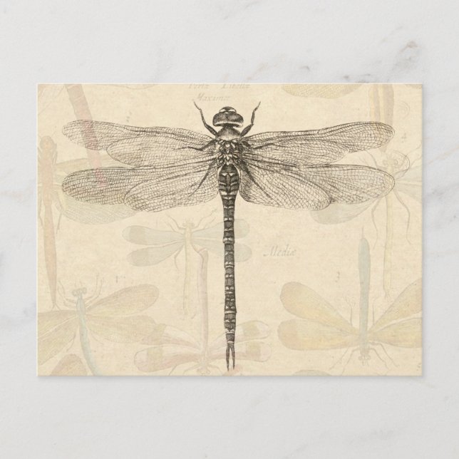 Dragonfly Vintage Antique Classic Nature Postcard (Front)