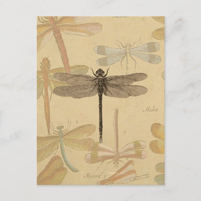 Dragonfly Vintage Antique Classic Nature Postcard (Front)