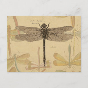 Dragonfly Vintage Antique Classic Nature Postcard