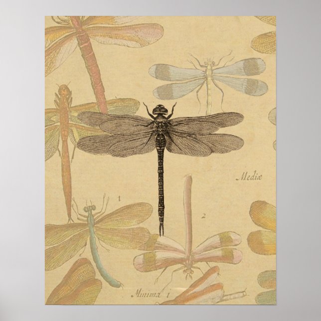 Dragonfly Vintage Antique Classic Nature Poster (Front)