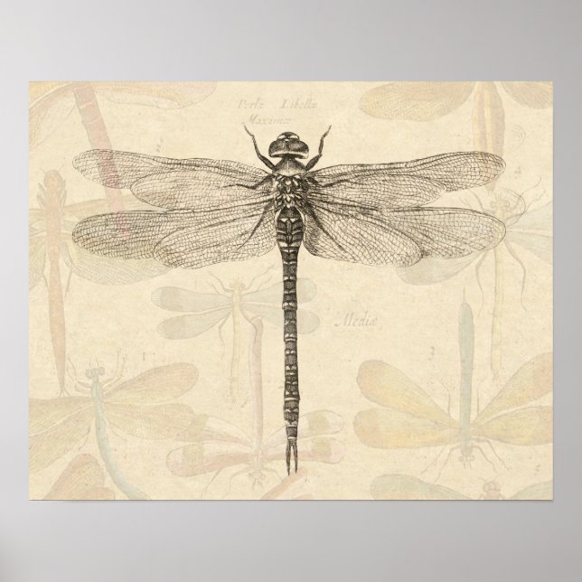 Dragonfly Vintage Antique Classic Nature Poster (Front)