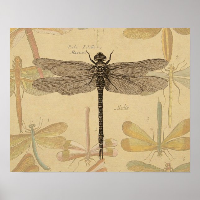 Dragonfly Vintage Antique Classic Nature Poster (Front)