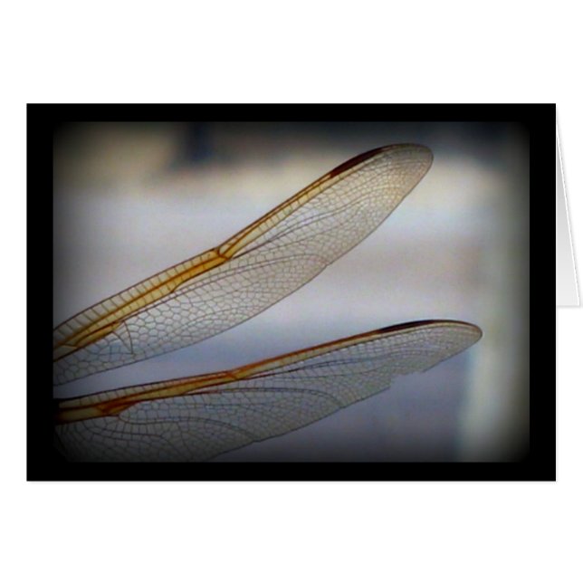 Dragonfly Wing Macro (Front Horizontal)