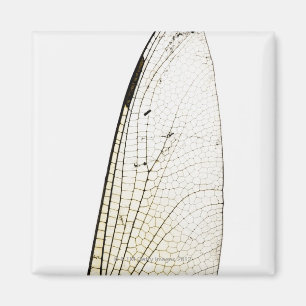 Dragonfly wing magnet