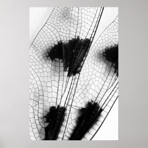 Dragonfly Wings Poster