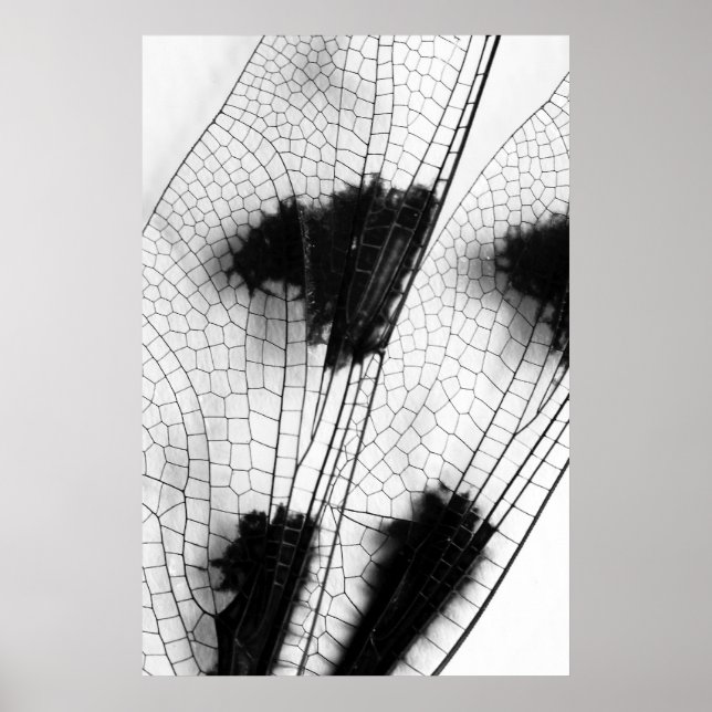 Dragonfly Wings Poster (Front)