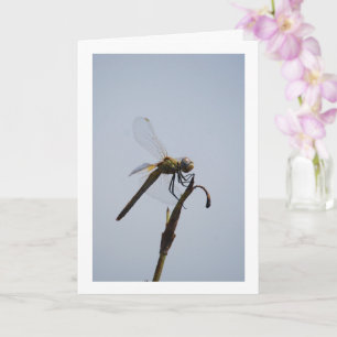 Dragonfly with Cane Stick Card