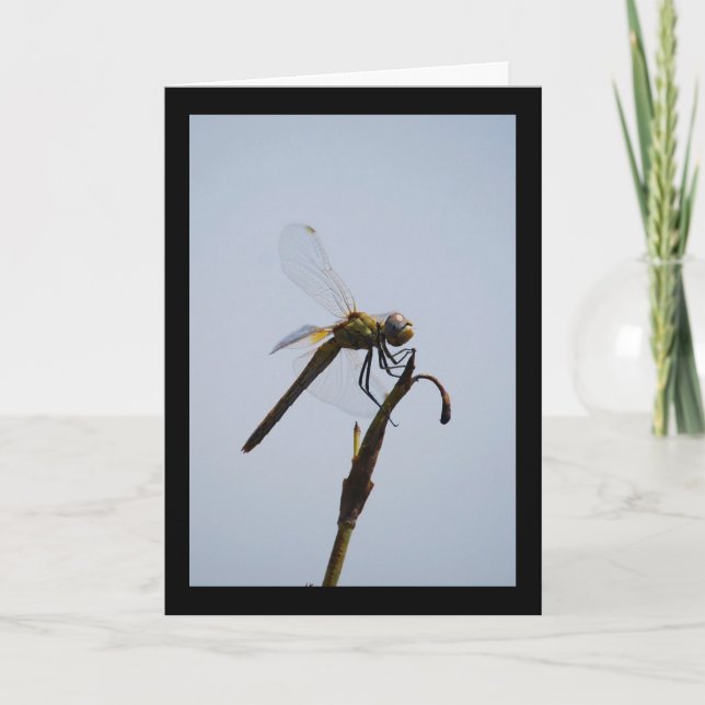 Dragonfly with Cane Stick Portrait Card (Front)