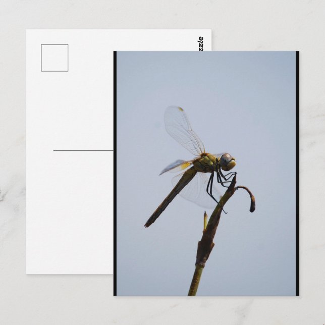 Dragonfly with Cane Stick Portrait Postcard (Front/Back)