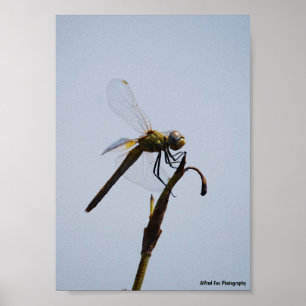Dragonfly with Cane Stick Portrait Poster