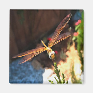 Dragonfly With Sunlight Gilded Wings Magnet