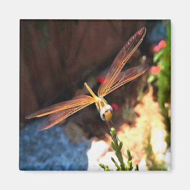 Dragonfly With Sunlight Gilded Wings Magnet (Front)