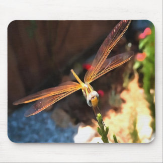 Dragonfly With Sunlight Gilded Wings Mouse Mat