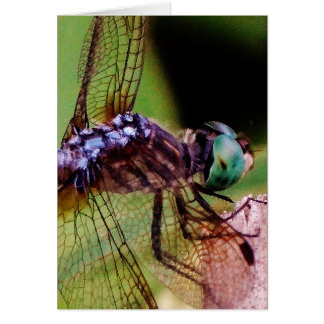 Dragonfly with white flowers (Front)