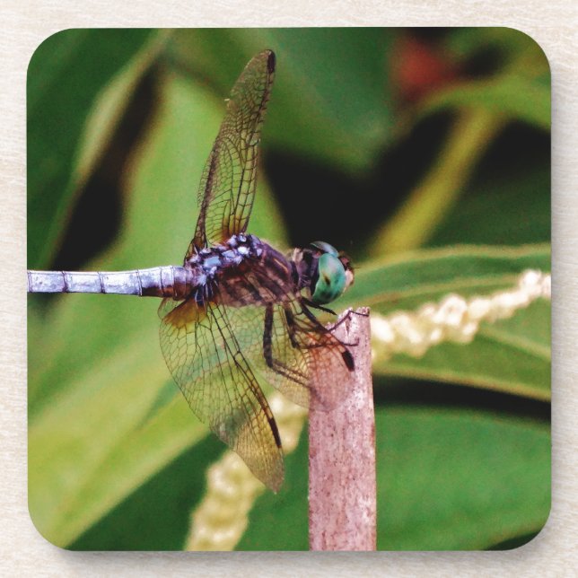 Dragonfly with white flowers coaster (Front)