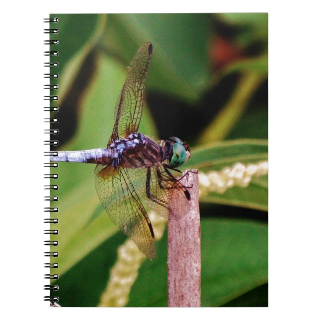 Dragonfly with white flowers notebook (Front)