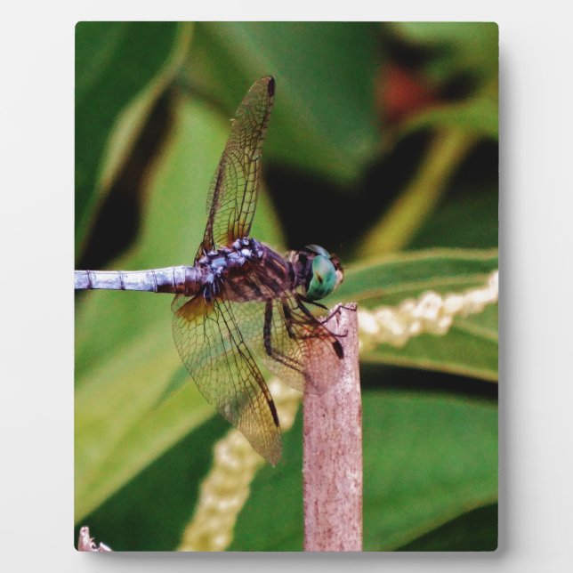 Dragonfly with white flowers plaque (Front)