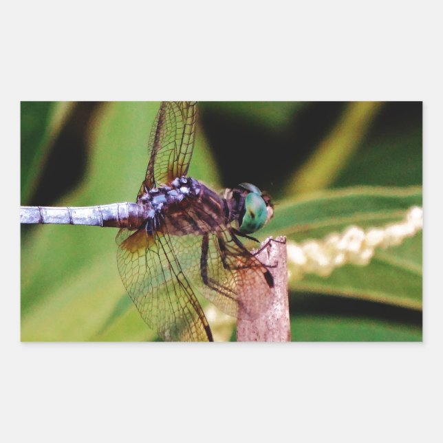 Dragonfly with white flowers rectangular sticker (Front)