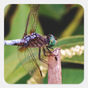 Dragonfly with white flowers square sticker