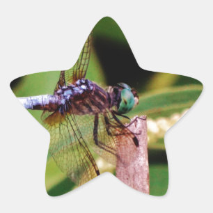 Dragonfly with white flowers star sticker