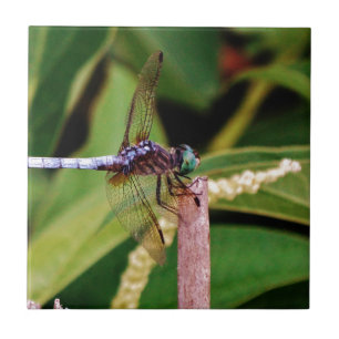 Dragonfly with white flowers tile