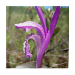 Dragon's Mouth Orchid (Arethusa bulbosa) Tile
