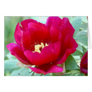 Dragons, TIgers and Peonies II