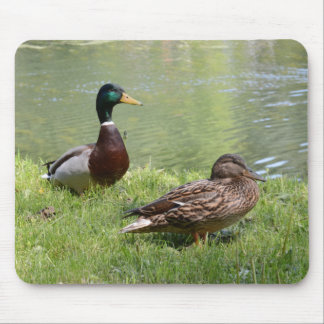 Drake and duck in the wild mouse mat