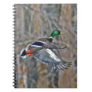 Drake mallard in flight notebook