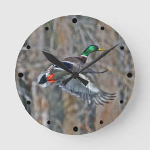 Drake mallard in flight round clock