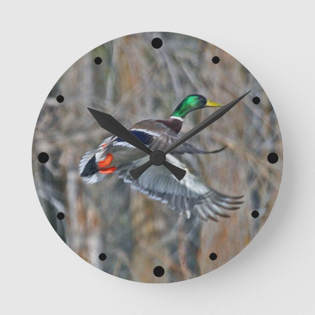 Drake mallard in flight round clock (Front)