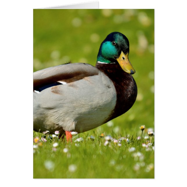 Drake mallard on grass (Front)