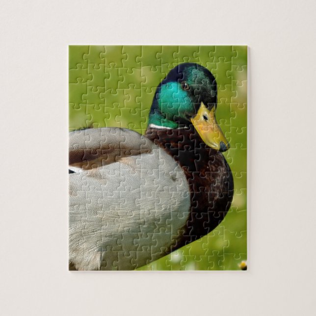 Drake mallard on grass jigsaw puzzle (Vertical)
