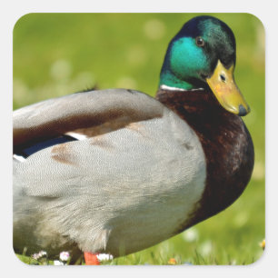 Drake mallard on grass square sticker