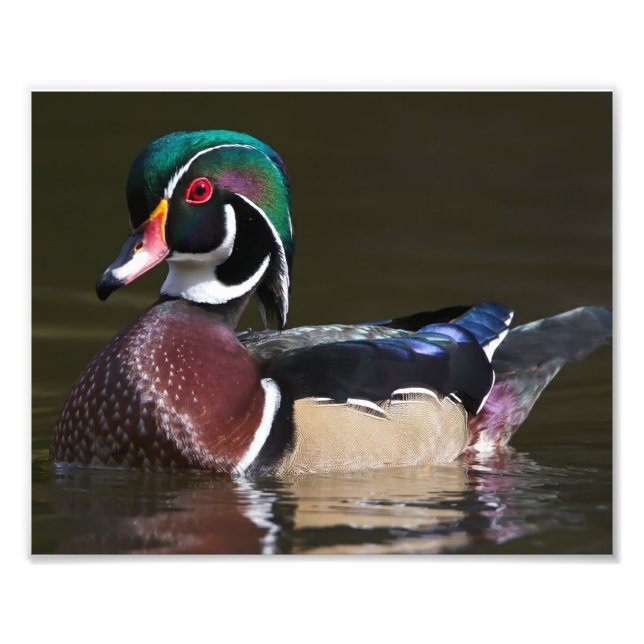 Drake Wood Duck Dressed in His Full Colours Photo Print (Front)
