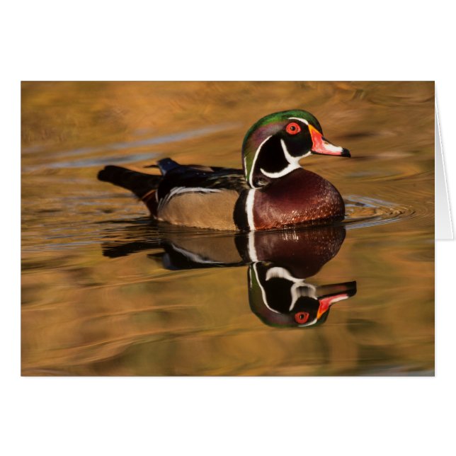 Drake Wood duck on Golden Lake (Front Horizontal)