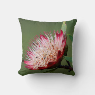 Drakensberg Sugarbush (Protea Dracomontana) Cushion