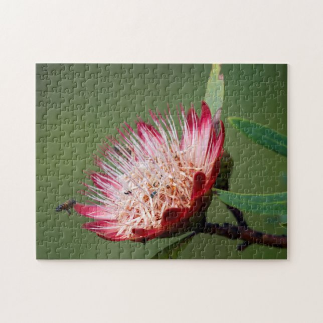 Drakensberg Sugarbush (Protea Dracomontana) Jigsaw Puzzle (Horizontal)